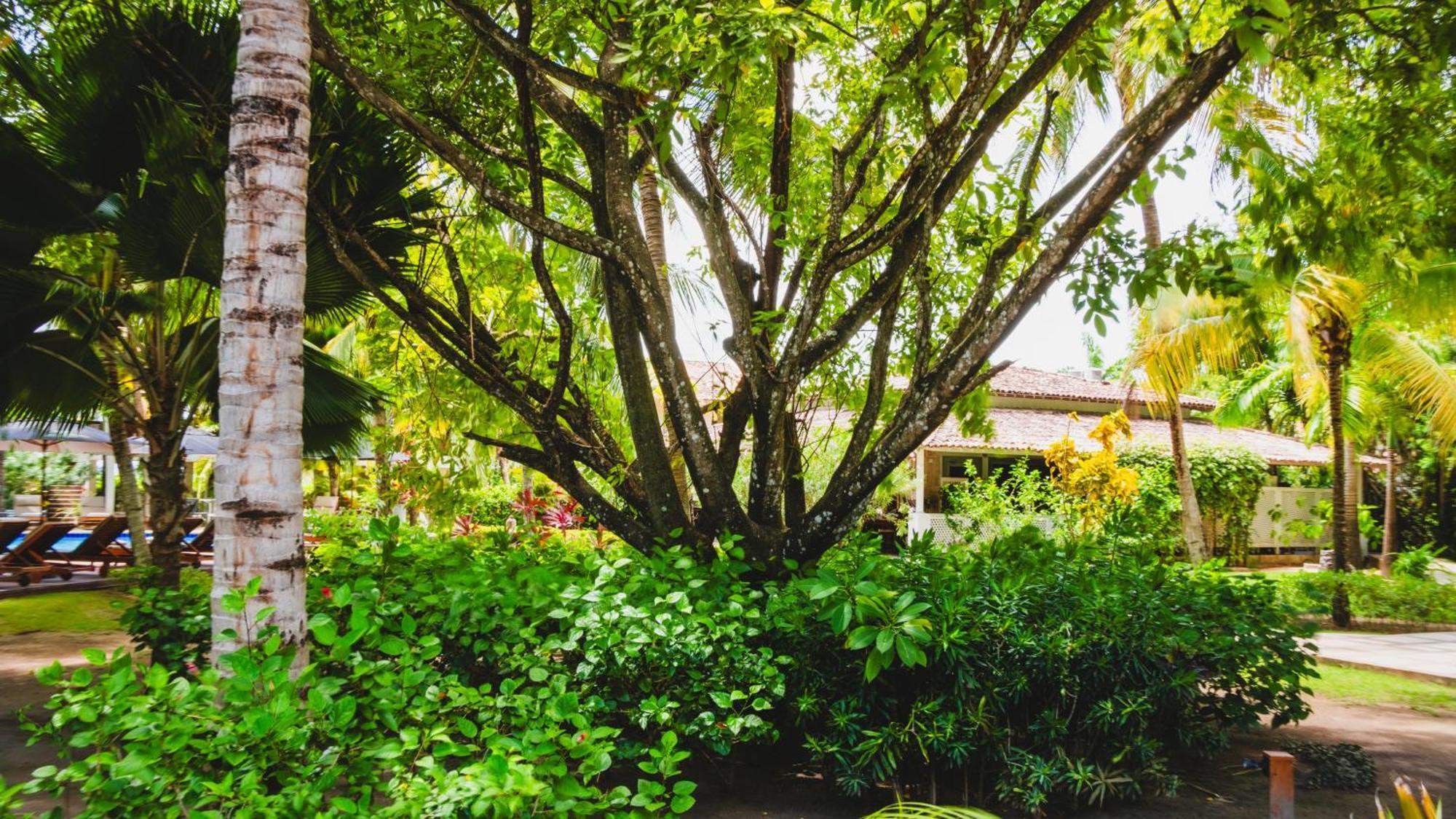 Casa Acayu Hotel São Miguel dos Milagres Buitenkant foto